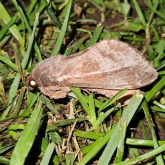 Oxycanus dirempta (Variable Oxycanus) at Braidwood, NSW - 30 Apr 2024 by MatthewFrawley