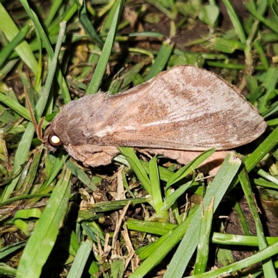 Oxycanus dirempta (Variable Oxycanus) at Braidwood, NSW - 30 Apr 2024 by MatthewFrawley