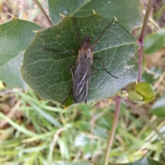 Boreoides subulatus (Wingless Soldier Fly) at Hackett, ACT - 30 Apr 2024 by abread111