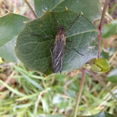 Boreoides subulatus (Wingless Soldier Fly) at Hackett, ACT - 30 Apr 2024 by abread111