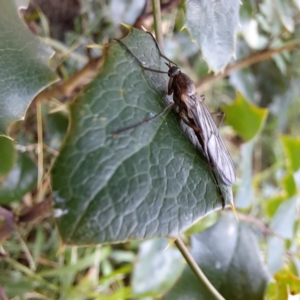 Boreoides subulatus at Hackett, ACT - 30 Apr 2024