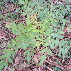 Fraxinus angustifolia subsp. angustifolia (Desert Ash) at Hackett, ACT - 30 Apr 2024 by abread111