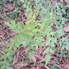 Fraxinus angustifolia subsp. angustifolia at Hackett, ACT - 30 Apr 2024