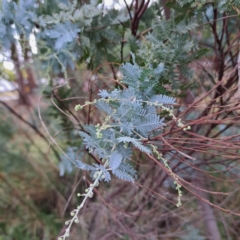 Acacia baileyana (Cootamundra Wattle, Golden Mimosa) at Hackett, ACT - 30 Apr 2024 by abread111