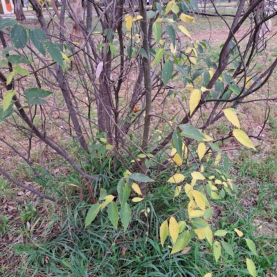 Celtis australis (Nettle Tree) at Hackett, ACT - 30 Apr 2024 by abread111