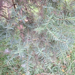 Melaleuca sp. (A Melaleuca) at Hackett, ACT - 30 Apr 2024 by abread111