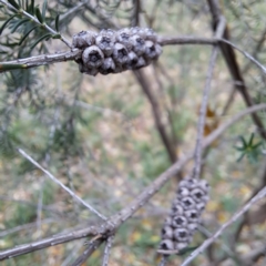 Melaleuca parvistaminea at Hackett, ACT - 30 Apr 2024