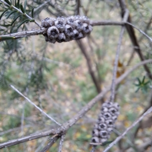 Melaleuca parvistaminea at Hackett, ACT - 30 Apr 2024