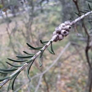 Melaleuca parvistaminea at Hackett, ACT - 30 Apr 2024