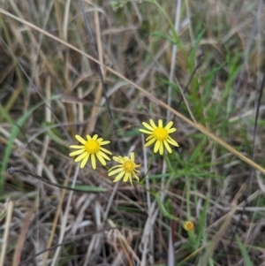 Senecio madagascariensis at Lions Youth Haven - Westwood Farm A.C.T. - 29 Apr 2024 12:50 PM