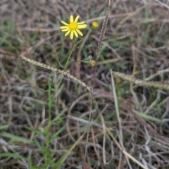 Senecio madagascariensis at Lions Youth Haven - Westwood Farm A.C.T. - 29 Apr 2024 12:50 PM