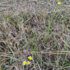 Senecio madagascariensis at Lions Youth Haven - Westwood Farm A.C.T. - 29 Apr 2024