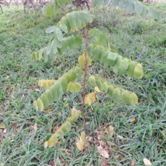 Robinia pseudoacacia (Black Locust) at Hackett, ACT - 30 Apr 2024 by abread111