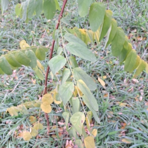 Robinia pseudoacacia at Hackett, ACT - 30 Apr 2024 02:10 PM