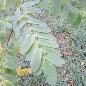 Robinia pseudoacacia at Hackett, ACT - 30 Apr 2024 02:10 PM