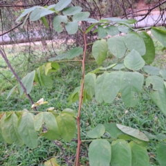 Robinia pseudoacacia at Hackett, ACT - 30 Apr 2024