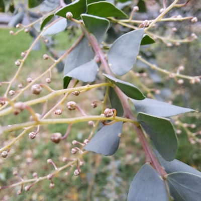 Acacia pravissima (Wedge-leaved Wattle, Ovens Wattle) at Hackett, ACT - 30 Apr 2024 by abread111