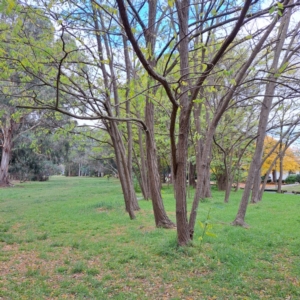 Robinia pseudoacacia at Hackett, ACT - 30 Apr 2024