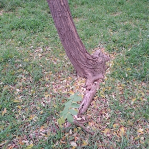 Robinia pseudoacacia at Hackett, ACT - 30 Apr 2024 02:16 PM