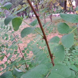 Robinia pseudoacacia at Hackett, ACT - 30 Apr 2024