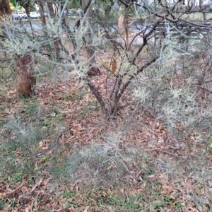 Acacia boormanii at Hackett, ACT - 30 Apr 2024