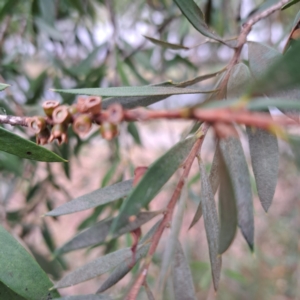 Melaleuca sp. at Hackett, ACT - 30 Apr 2024