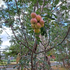 Sorbus domestica (Service Tree) at Hackett, ACT - 30 Apr 2024 by abread111