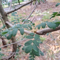 Sorbus domestica at Hackett, ACT - 30 Apr 2024