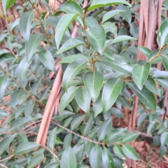 Ligustrum lucidum (Large-leaved Privet) at Hackett, ACT - 30 Apr 2024 by abread111