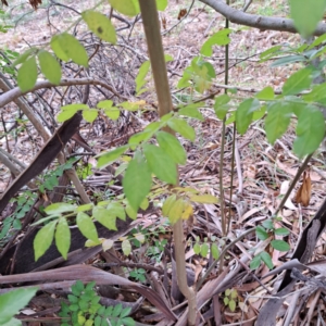 Fraxinus angustifolia subsp. angustifolia at Watson, ACT - 30 Apr 2024