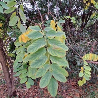 Robinia pseudoacacia (Black Locust) at Watson, ACT - 30 Apr 2024 by abread111