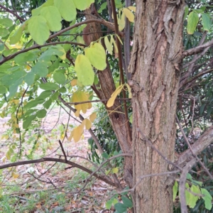 Robinia pseudoacacia at Watson, ACT - 30 Apr 2024