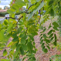 Robinia pseudoacacia at Watson, ACT - 30 Apr 2024