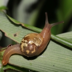 Mysticarion porrectus (Golden Semi-slug) at Acton, ACT - 30 Apr 2024 by TimL