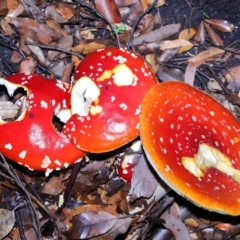 Amanita muscaria (Fly Agaric) at Acton, ACT - 30 Apr 2024 by TimL