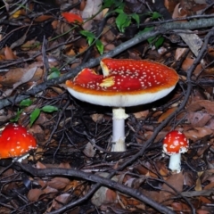 Amanita muscaria at ANBG - 30 Apr 2024 12:05 PM