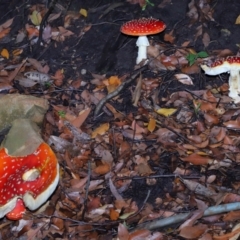 Amanita muscaria at ANBG - 30 Apr 2024 12:05 PM