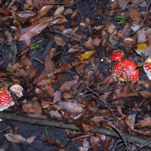 Amanita muscaria at ANBG - 30 Apr 2024 12:05 PM