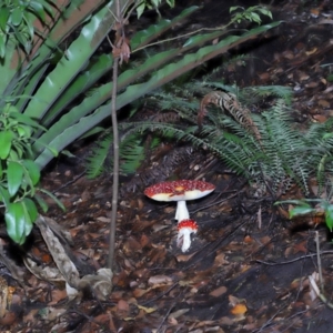 Amanita muscaria at ANBG - 30 Apr 2024 12:05 PM