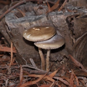 Oudemansiella gigaspora group at ANBG - 30 Apr 2024