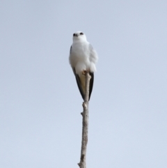 Elanus axillaris (Black-shouldered Kite) at Lawson, ACT - 30 Apr 2024 by TimL