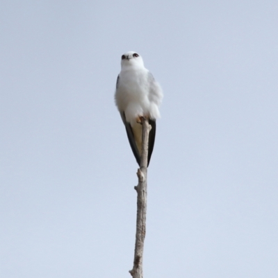 Elanus axillaris (Black-shouldered Kite) at Lawson, ACT - 30 Apr 2024 by TimL