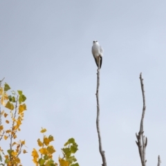 Elanus axillaris at Lawson, ACT - 30 Apr 2024