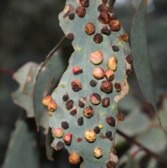 Unidentified Eucalyptus Gall at Booth, ACT - 28 Apr 2024 by TimL