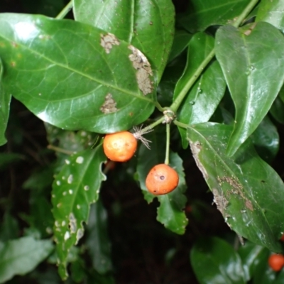 Gynochthodes jasminoides (Sweet Morinda) at Corunna, NSW - 23 Apr 2024 by plants