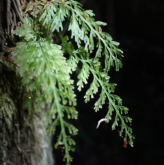 Abrodictyum caudatum (Jungle Bristle Fern) at Dignams Creek, NSW - 24 Apr 2024 by plants