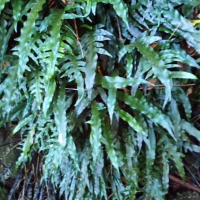 Microsorum scandens (Fragrant Fern) at Dignams Creek, NSW - 24 Apr 2024 by plants