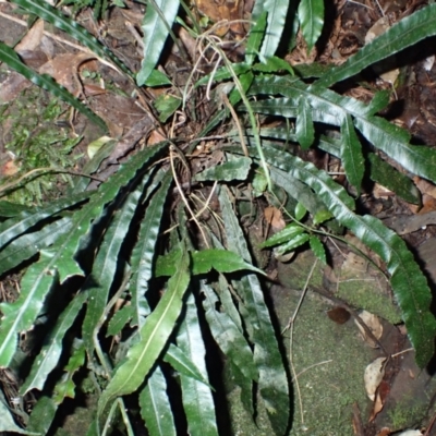 Blechnum patersonii subsp. patersonii (Strap Water Fern) at Dignams Creek, NSW - 24 Apr 2024 by plants