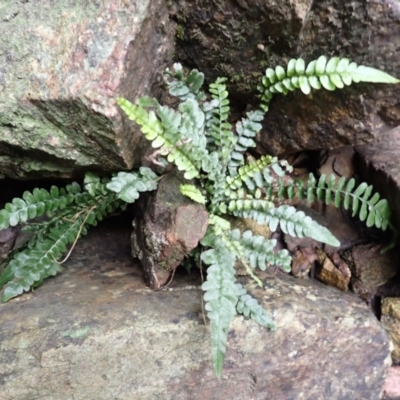 Blechnum rupestre (Small Rasp Fern) at Dignams Creek, NSW - 24 Apr 2024 by plants