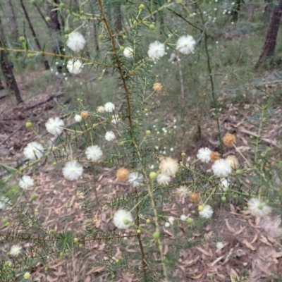 Acacia ulicifolia (Prickly Moses) at Dignams Creek, NSW - 24 Apr 2024 by plants